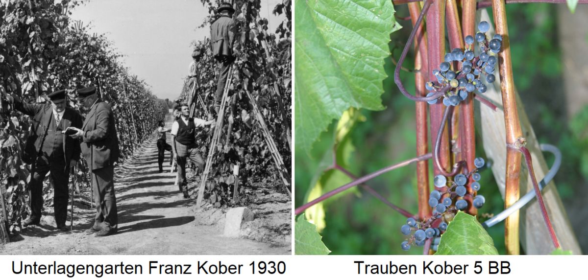 Kober 5 BB - Unterlagengarten von Franz Kober 1930 und Trauben